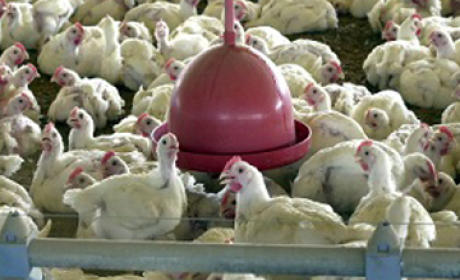 Criação de aves