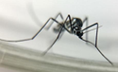 Mosquito do tipo haemagogus