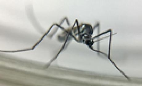 O mosquito Haemagogus leucocelaenuse, transmissor da febre amarela, também pode transmitir a chikungunya (Foto: Josue Damacena) Mosquito Haemagogus leucocelaenuse