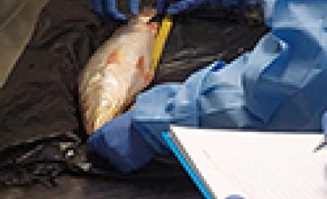 Especialistas analisam peixe parasitado por helmintos