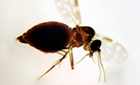 Foto: IOC/Fiocruz