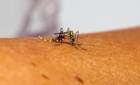 Imagem: Divulgação Mosquito Aedes aegypti pousado em braço humano