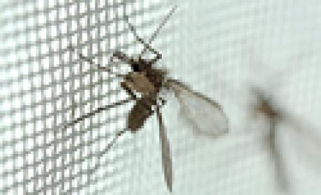 Foto: Josué Damacena Mosquitos transmissor da leishmaniose na armadilha