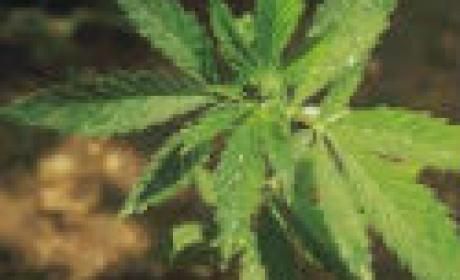 Detalhe de uma planta de maconha