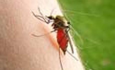 Foto: Agência Fiocruz de Notícias Inseto que transmite a doença