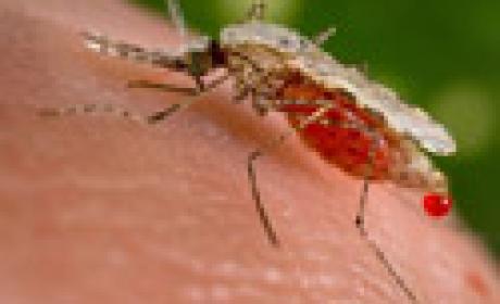 Um mosquito Anopheles stephensi pouco depois de se ter alimentado de sangue humano (Foto: acervo Fiocruz) Mosquito ampliado, sobre pele humana
