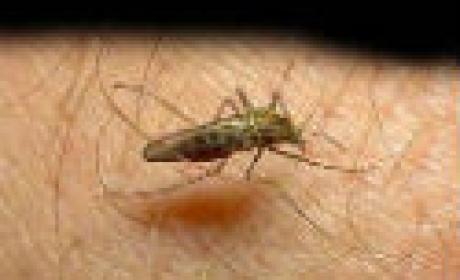 Foto: acervo Fiocruz Mosquito pousado sobre pele