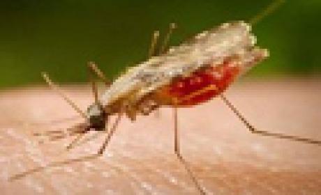 Imagem: Agência Brasil Mosquito transmissor da malária