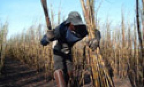 Foto: Acervo Fiocruz Homem em trabalho escravo em lavoura