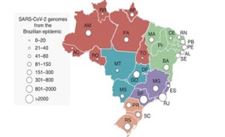 Imagem: IOC/Fiocruz Imagem: IOC/Fiocruz