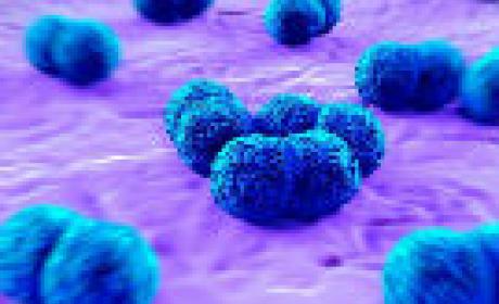 Imagem: divulgação Meningite visto por microscópio
