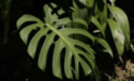 Planta