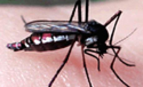 Mosquito 'haemagogus janthinomys', principal transmissor da febre amarela na América do Sul (Foto: Nicolas Dègallier/ Instituto Oswaldo Cruz) mosquito