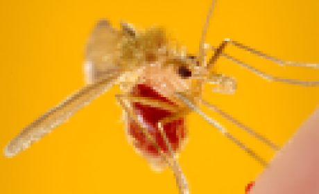 Foto: CDC Mosquito palha