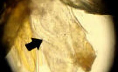 Artigo sobre a descoberta foi publicado na revista Scientific Reports (Imagem: Fiocruz Pernambuco) Vírus visto por microscópio