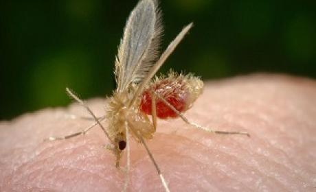 Foto: Wikimedia Commons Mosquito palha picando uma pessoa