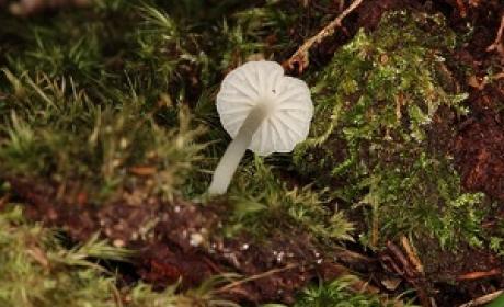 Foto: Mycena sp. (Catálogo da Vida)