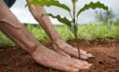 A imagem apresenta as mãos de uma pessoa em contato com a terra e grama ao fundo, plantando uma muda de árvore.