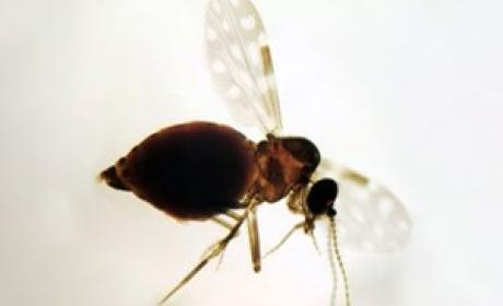 Imagem: Coleção de Ceratopogonidae (IOC/Fiocruz)