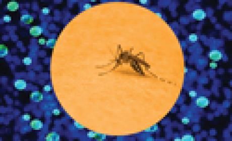 Imagem: divulgação Mosquito aedes aegypti