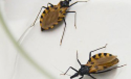 Imagem: Bio-Manguinhos Inseto barbeiro