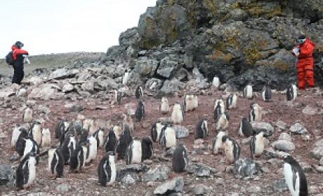 Foto: Peter Ilicciev Dezenas de pinguins em solo na Antártica