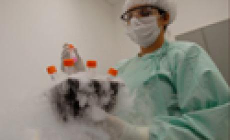 Pesquisadores do Instituto Oswaldo Cruz confirmaram o diagnóstico e identificaram a linhagem genética da amostra Imagem de pesquisador levantando material congelado