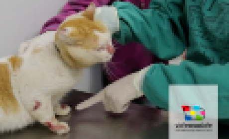 Imagem: divulgação Gato com esporotricose no veterinário
