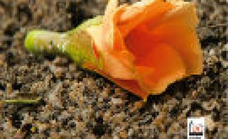 Imagem: Icict Flor caída na terra