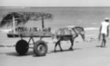 Um homem guia um burro que transporta uma carroça