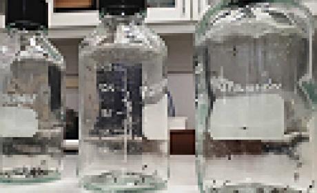 (Vinicius Ferreira, IOC/Fiocruz) Garrafas em laboratório contendo mosquitos Aedes aegypti
