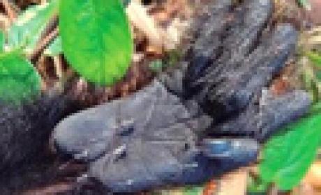 Foto: Filipe Abreu Moscas na mão de um gorila