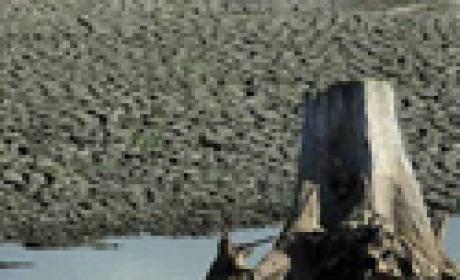 Reprodução da capa Filete de água entre galho seco e chão rachado
