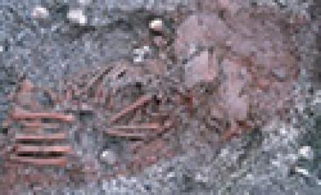 Imagem: Ensp Ossos fossilizados