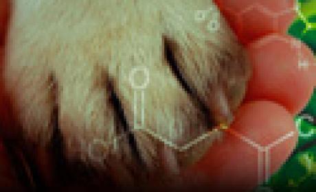 Imagem: Icict Pata de um cachorro em cima da mão de uma pessoa