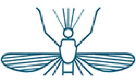 Imagem: IOC Desenho do mosquito transmissor da malária