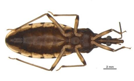 photo: Unesp