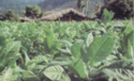 Foto: Acervo Fiocruz Plantação de tabaco