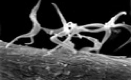 Trypanosoma cruzi visto de microscópio