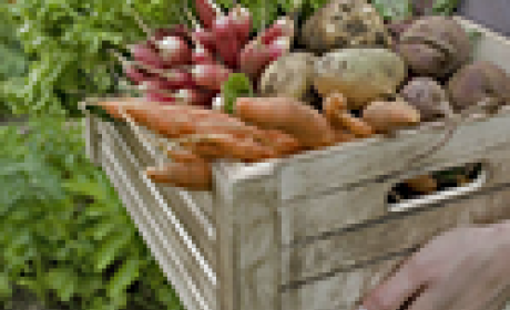 Pessoa segura cesto com legumes  
