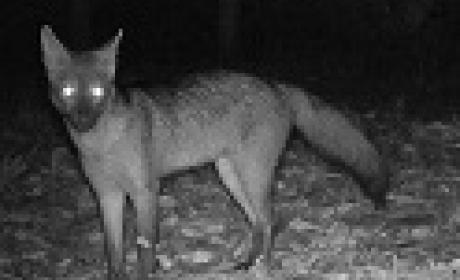 Área de Saúde Ambiental da Fiocruz Mata Atlântica faz levantamento sobre cachorro-do-mato Área de Saúde Ambiental da Fiocruz Mata Atlântica faz levantamento sobre cachorro-do-mato