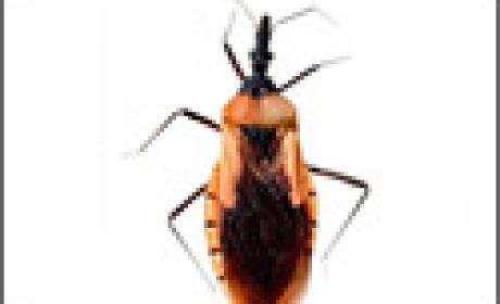 Foto: Acervo IOC/Fiocruz Triatoma pintodiasi, inseto transmissor da doença de Chagas