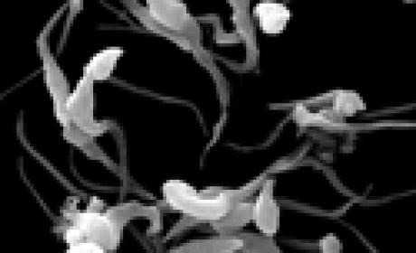 Parasitos da espécie Trypanosoma cruzi. Até então, eram conhecidos apenas os danos causados aos aparelhos cardíaco e digestivo dos pacientes com Chagas Parasitos da espécie Trypanosoma cruzi. Até então, eram conhecidos apenas os danos causados aos aparelhos cardíaco e digestivo dos pacientes com Chagas