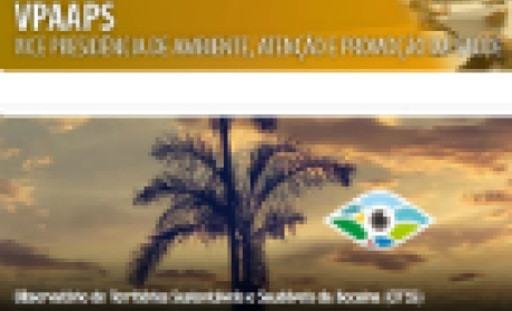 Imagem: divulgação Foto de um coqueiro com o fim de tarde ao fundo