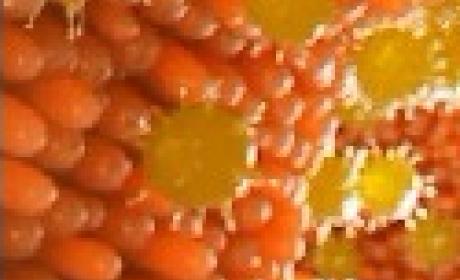 Imagem: Células T de memória 