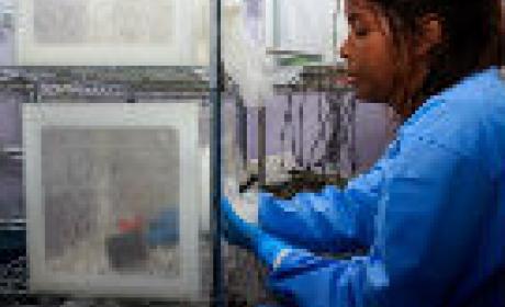 Iniciativa é fruto de uma parceria entre a Prefeitura de Belo Horizonte, Ministério da Saúde, Fiocruz e o World Mosquito Program (WMP Brasil) (Imagem: divulgação) Pesquisadora trabalhando