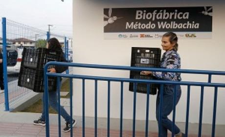 Duas mulheres carregando mosquitos que serão liberados