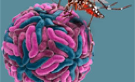 Imagem: Fiocruz Paraná Desenho de mosquito picando uma célula