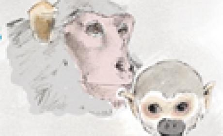 Imagem: ICTB Desenho de dois macacos