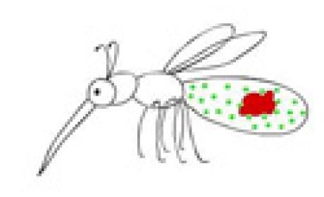 Desenho do aedes